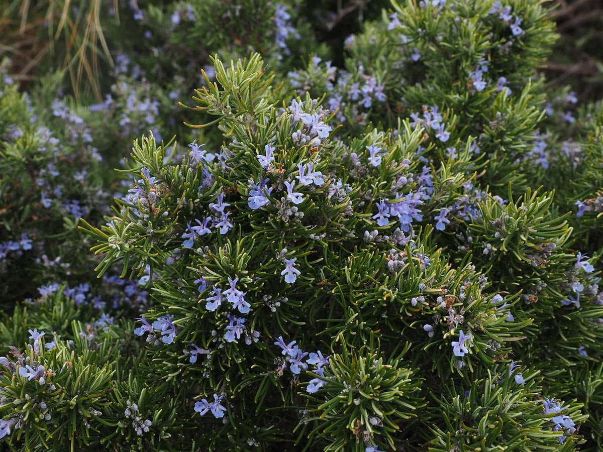 Photographie d'une plante de romarin à fleurs bleu
